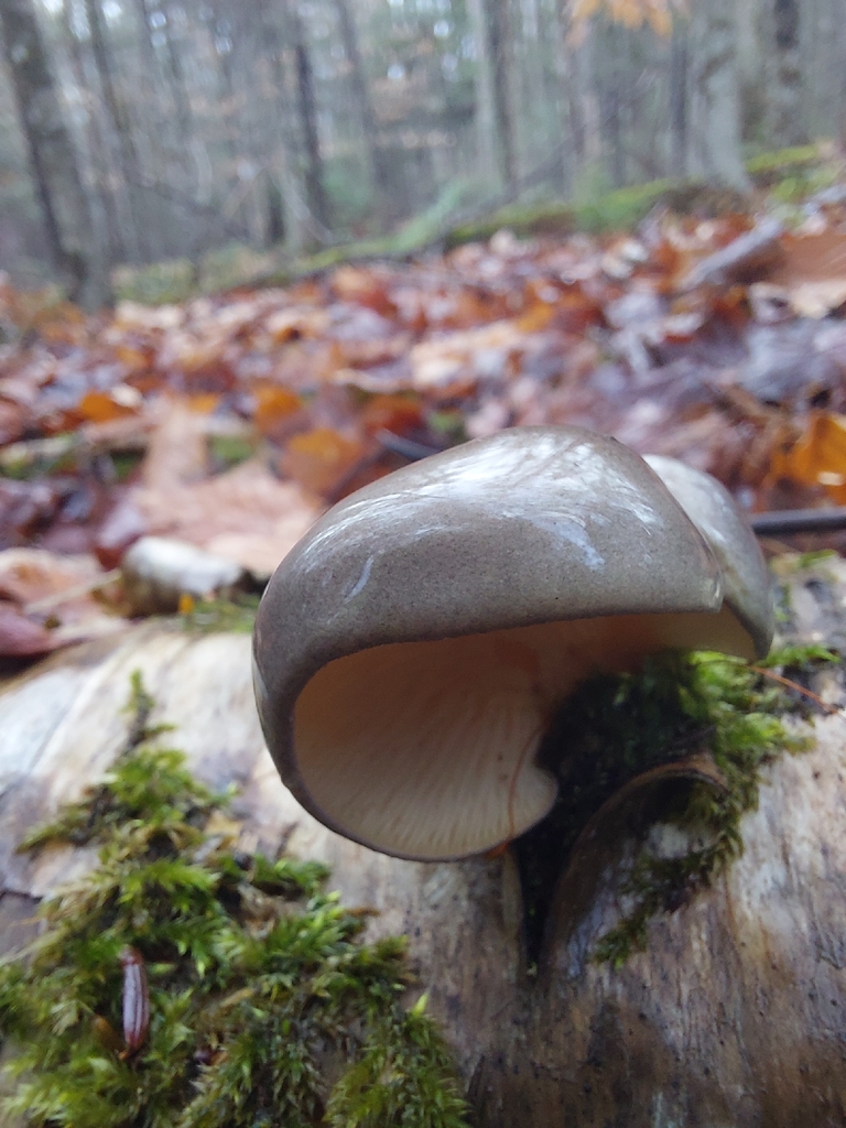 Sarcomyxa serotina · November 2025 · photo: © tracysherbrook2 (iNaturalist, cc0)