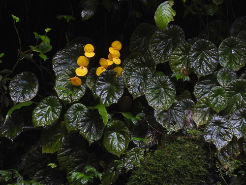 Begonia pulcherrima photographed in Rwanda