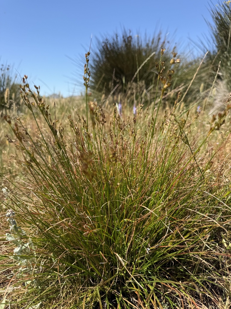Juncus capensis