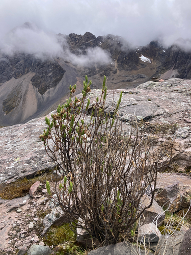 Senecio rufescens, photograph 5
