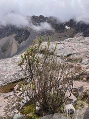 Senecio rufescens, photograph author not stated, no rights reserved