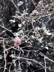 Eriogonum cinereum