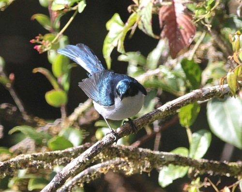 Melanocharis versteri, 2025-08-16