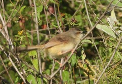 Prinia