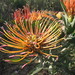 Leucospermum catherinae - Photo (c) botanicexpedition2019nl-saf, algunos derechos reservados (CC BY-NC-ND), subido por botanicexpedition2019nl-saf