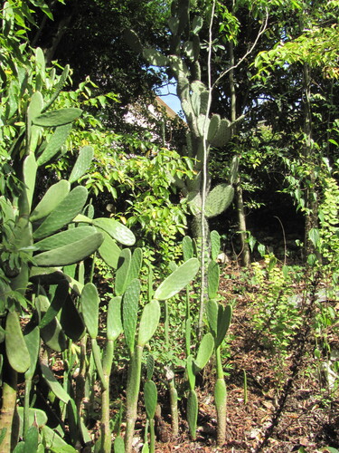 Opuntia ficus-indica