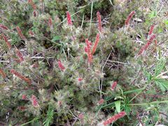 Acalypha radians