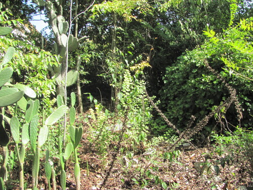 Opuntia ficus-indica