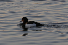 Aythya fuligula