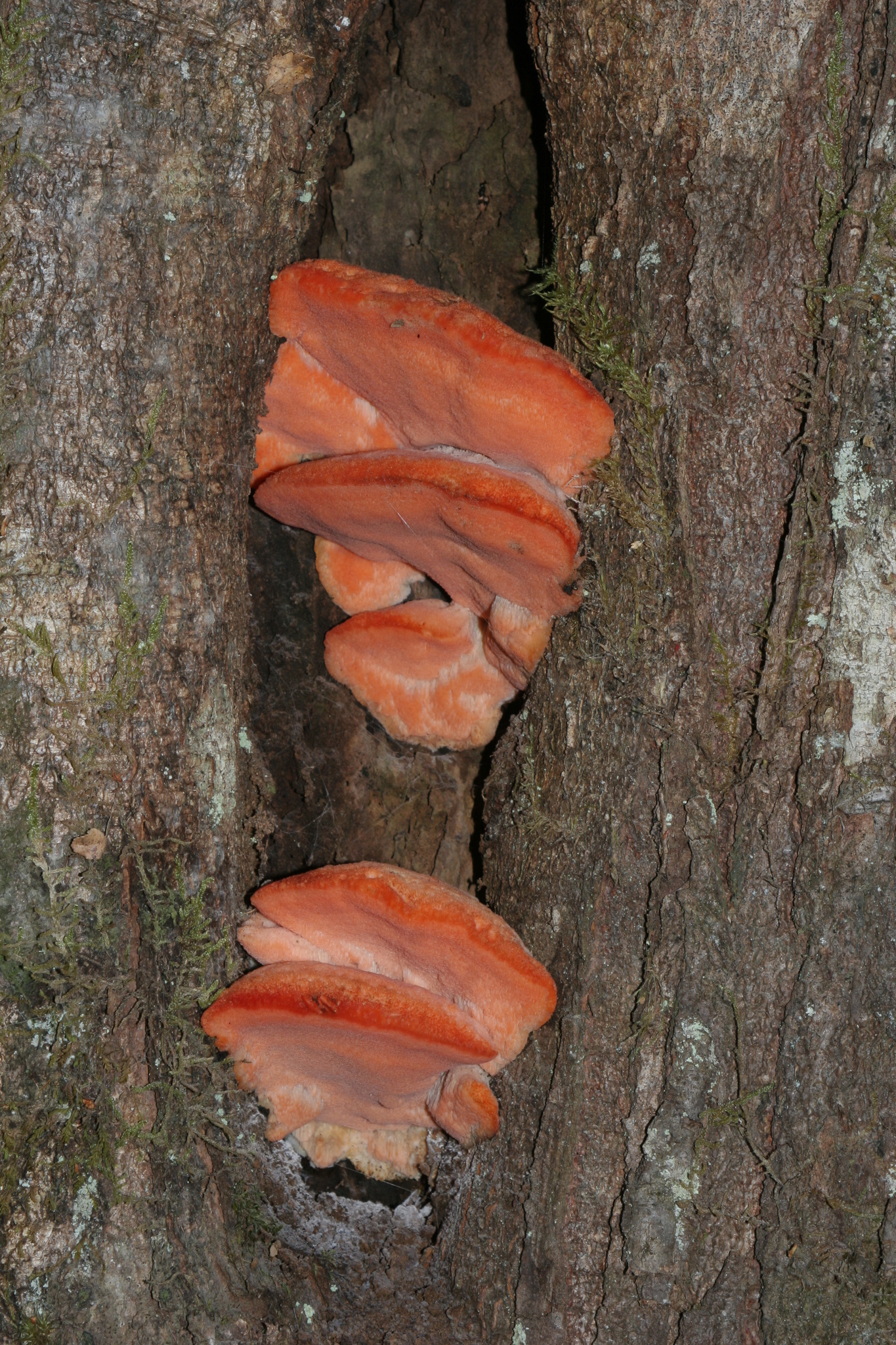 Tyromyces pulcherrimus image