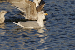 Larus argentatus
