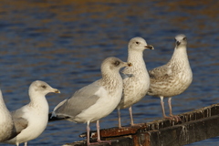 Larus argentatus