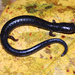 Narrow-footed Worm Salamander - Photo (c) Josiah Townsend, some rights reserved (CC BY-NC-ND), uploaded by Josiah Townsend