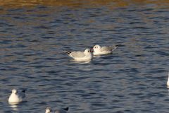 Chroicocephalus ridibundus