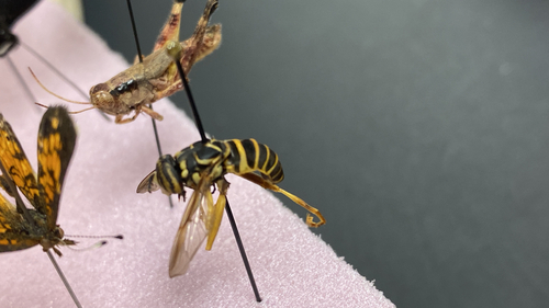 Unknown species found near Lawrenceville, GA, US