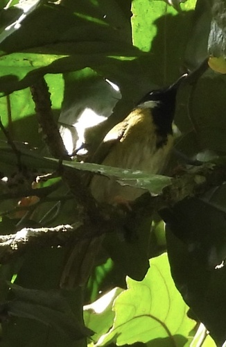 Mountain Masked Apalis (Apalis personata), photo 5