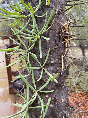 Madagascar Octopus Tree