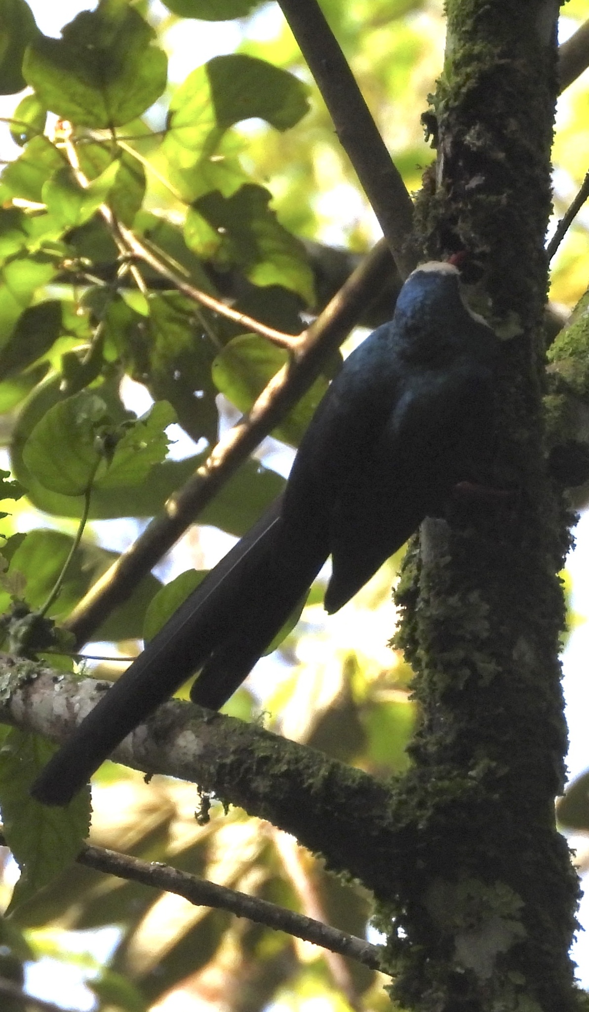 White-headed Wood Hoopoe (Phoeniculus bollei), photo 1