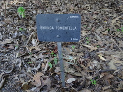 Syringa tomentella