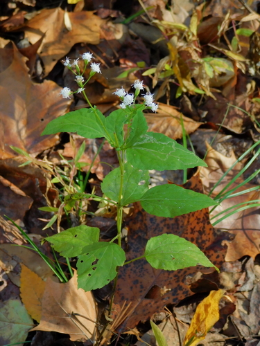 Lesser Snakeroot (Ageratina aromatica)