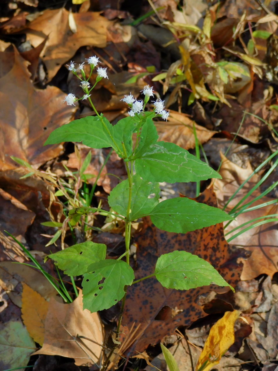Lesser Snakeroot (Ageratina aromatica)