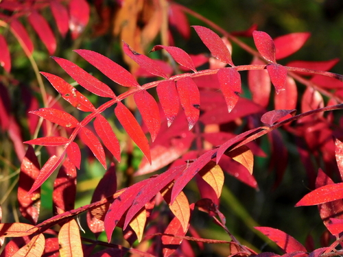 Winged sumac (Rhus copallinum)