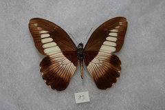 Papilio arnoldiana