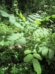 Comocladia macrophylla