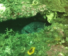 Anarrhichthys ocellatus