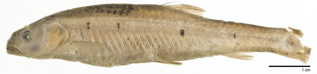 Evarra