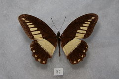 Papilio echerioides