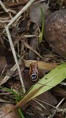 Pseudomops neglectus