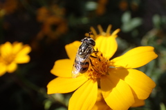 Copestylum marginatum