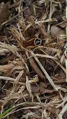 Pseudomops neglectus