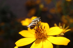 Copestylum marginatum