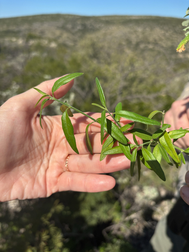 Yeatesia platystegia, photograph 6