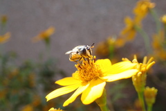 Copestylum marginatum