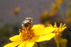 Copestylum marginatum