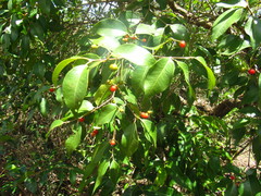 Blepharocalyx salicifolius