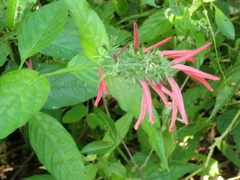 Dianthera secunda