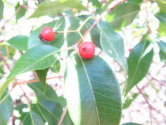Blepharocalyx salicifolius