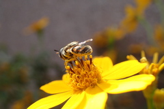 Copestylum marginatum