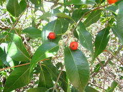 Blepharocalyx salicifolius