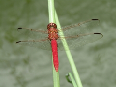 Orthemis nodiplaga