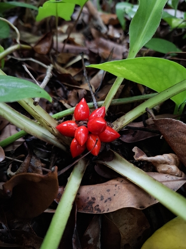 Palisota bracteosa, photograph 1