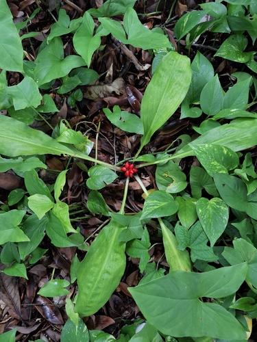 Palisota bracteosa, photograph 3