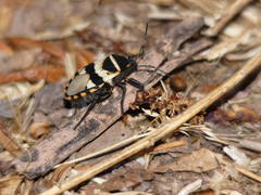 Largus fasciatus