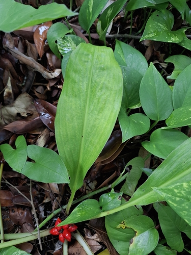 Palisota bracteosa, photograph 4