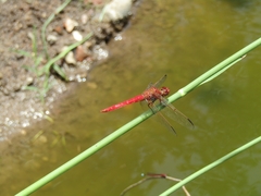 Orthemis nodiplaga