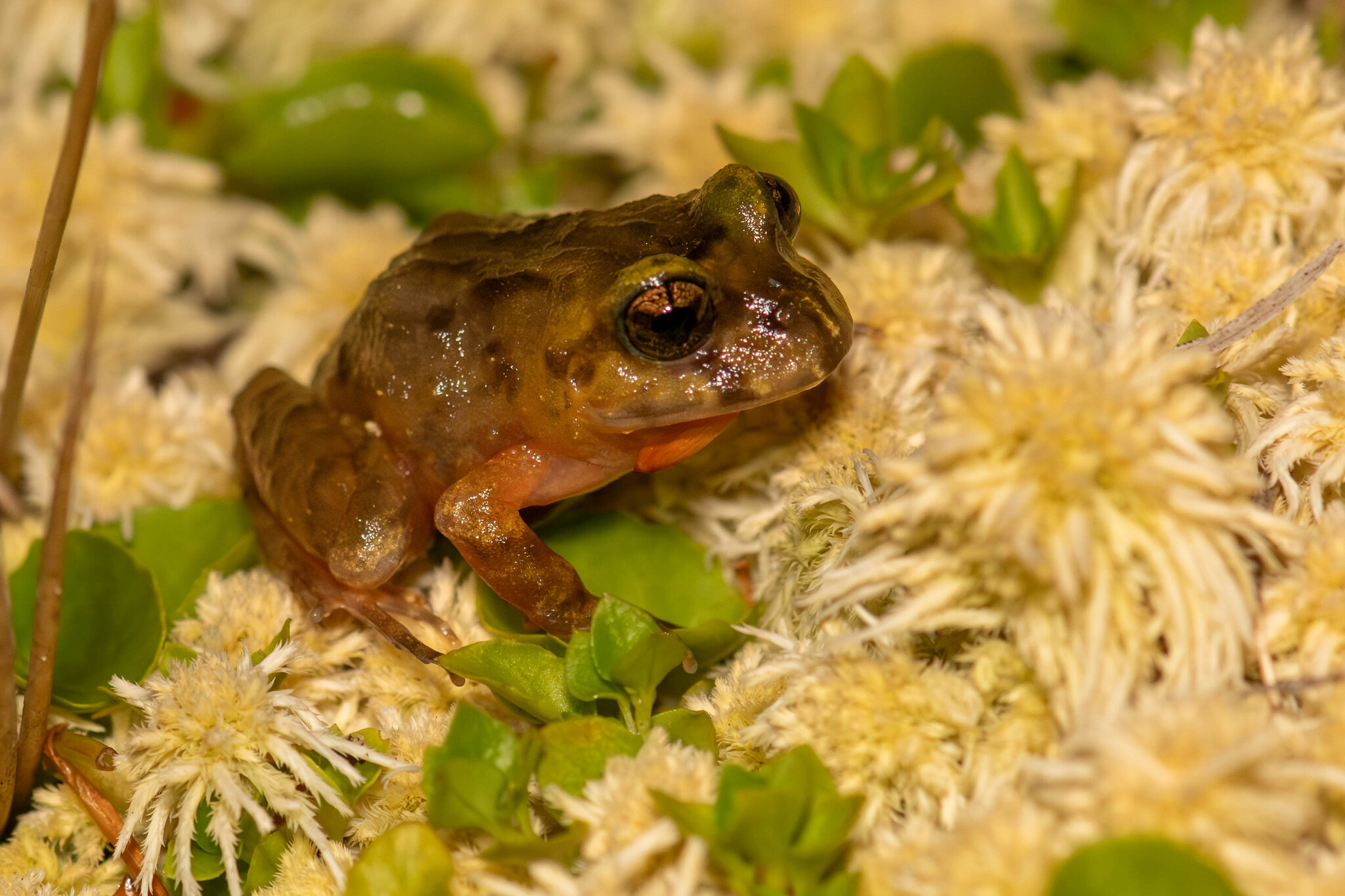 Eupsophus emiliopugini Formas, 1989